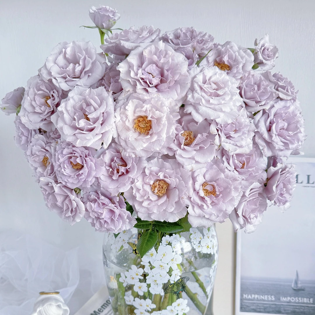 紫雾公主多头玫瑰浅紫色稀有品种水培鲜花