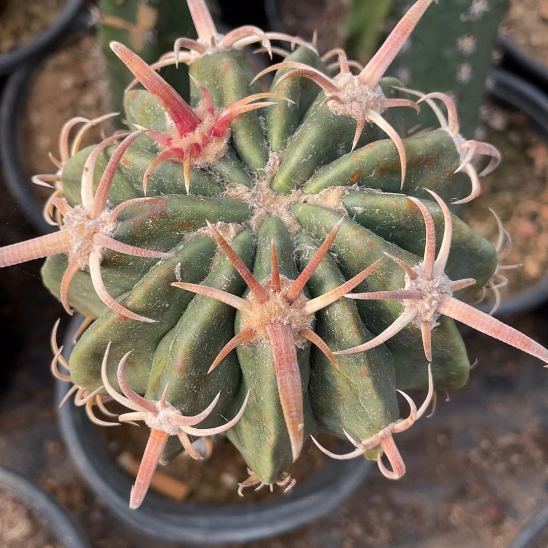 【闪购商品】武藏凌波苗接666666