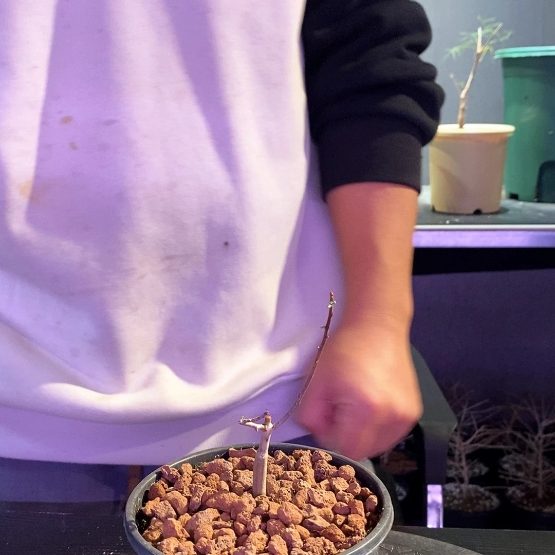 H***.正白皮卡培夫一个