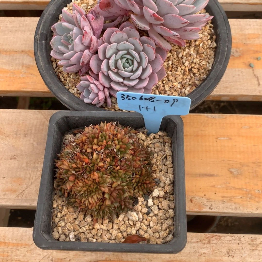 植****՞350608-09猫眼海棠花