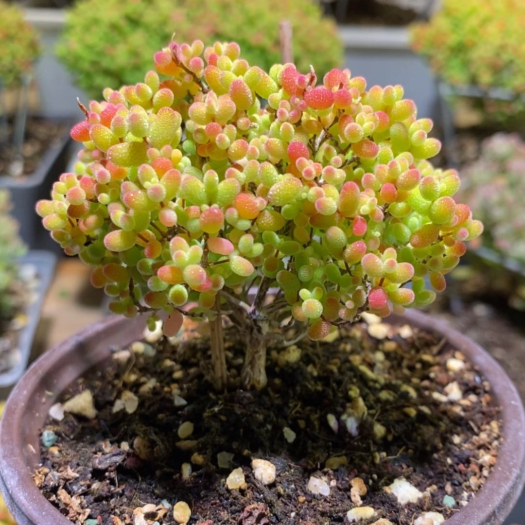 蜜桔枝干番杏176