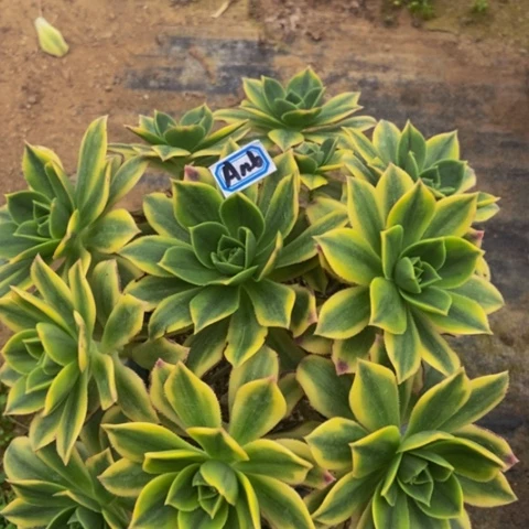 星爆多肉植物116多肉