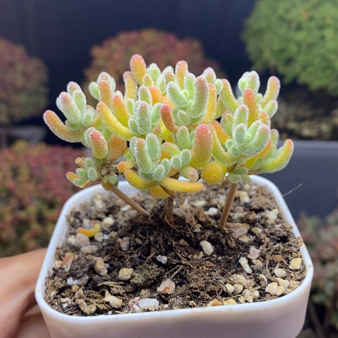 无花朵2号优选冰晶（直杆）