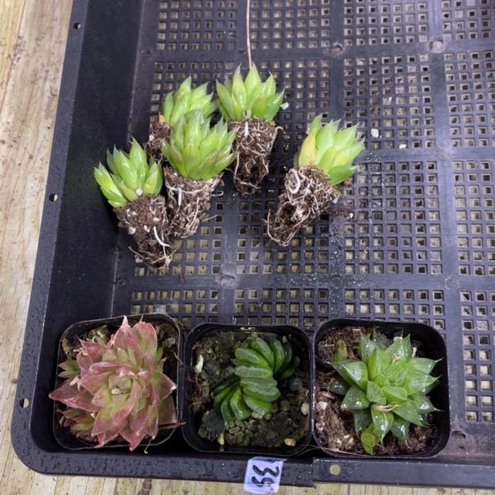 套餐福利八棵 多肉植物