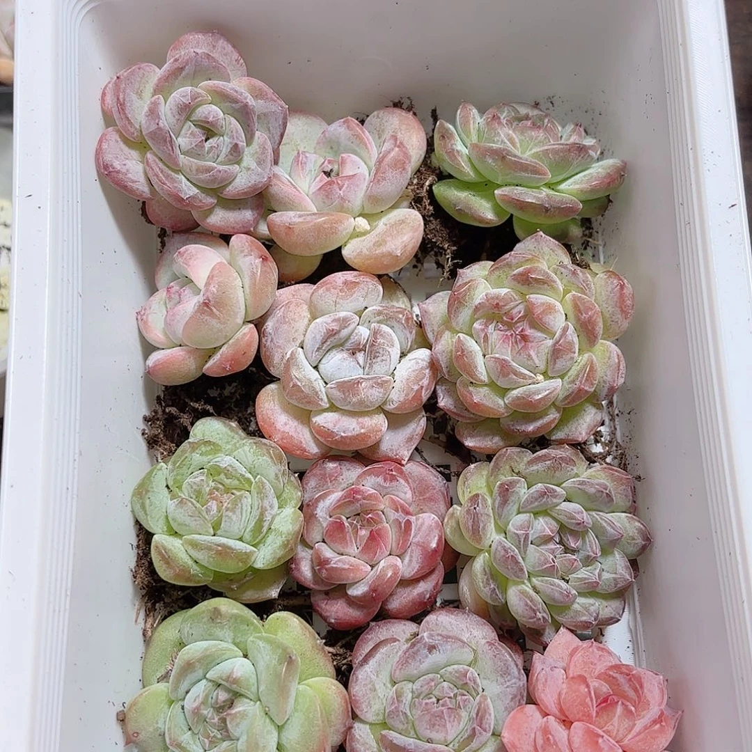 大溏心12颗 新疆西藏内蒙不发货