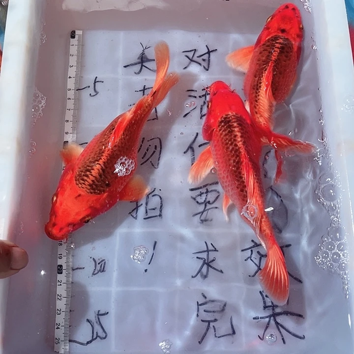 蝴蝶鲤鱼渔场直发63