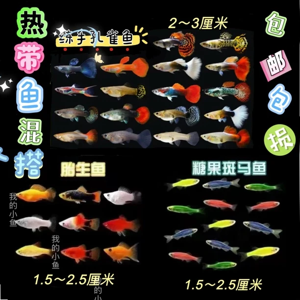 孔雀凤尾鱼胎生鱼斑马鱼混搭全家福
