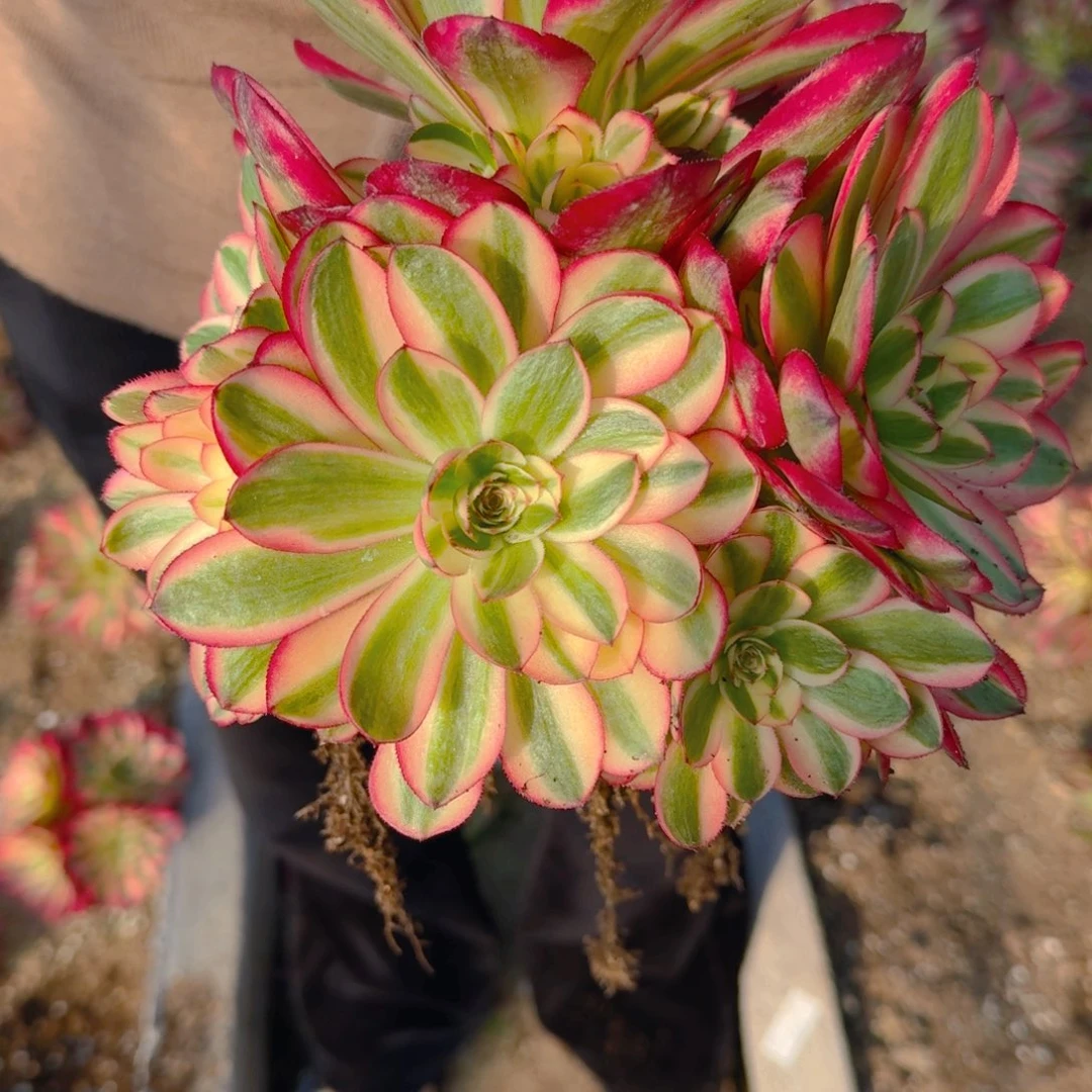 035荔枝。多肉植物