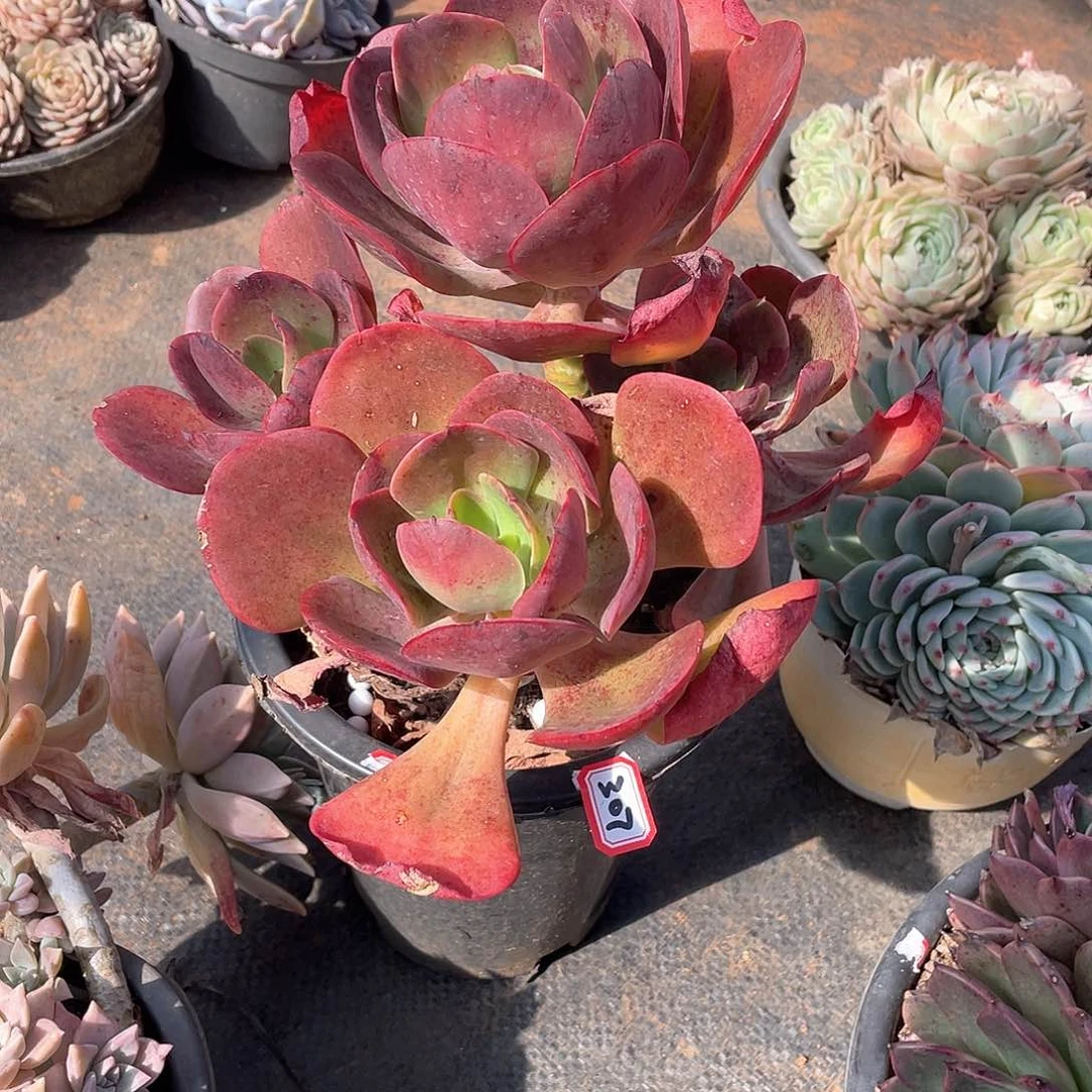 307大唐玫瑰 一物一拍多肉