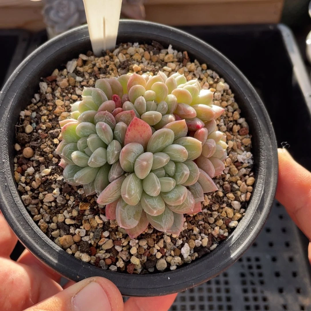 282百达翡翠不带盆7厘米