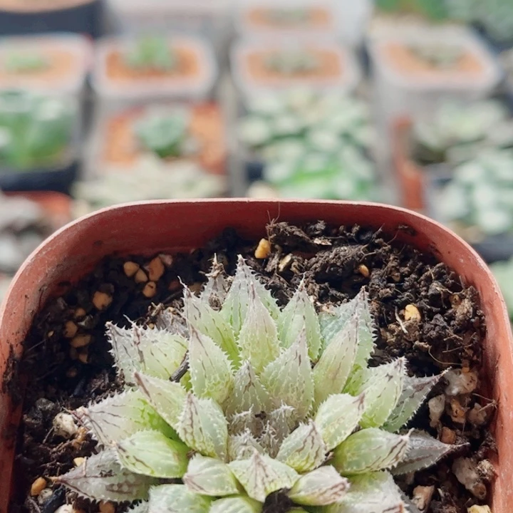 ღ***೨十二卷。 岩兰。福利