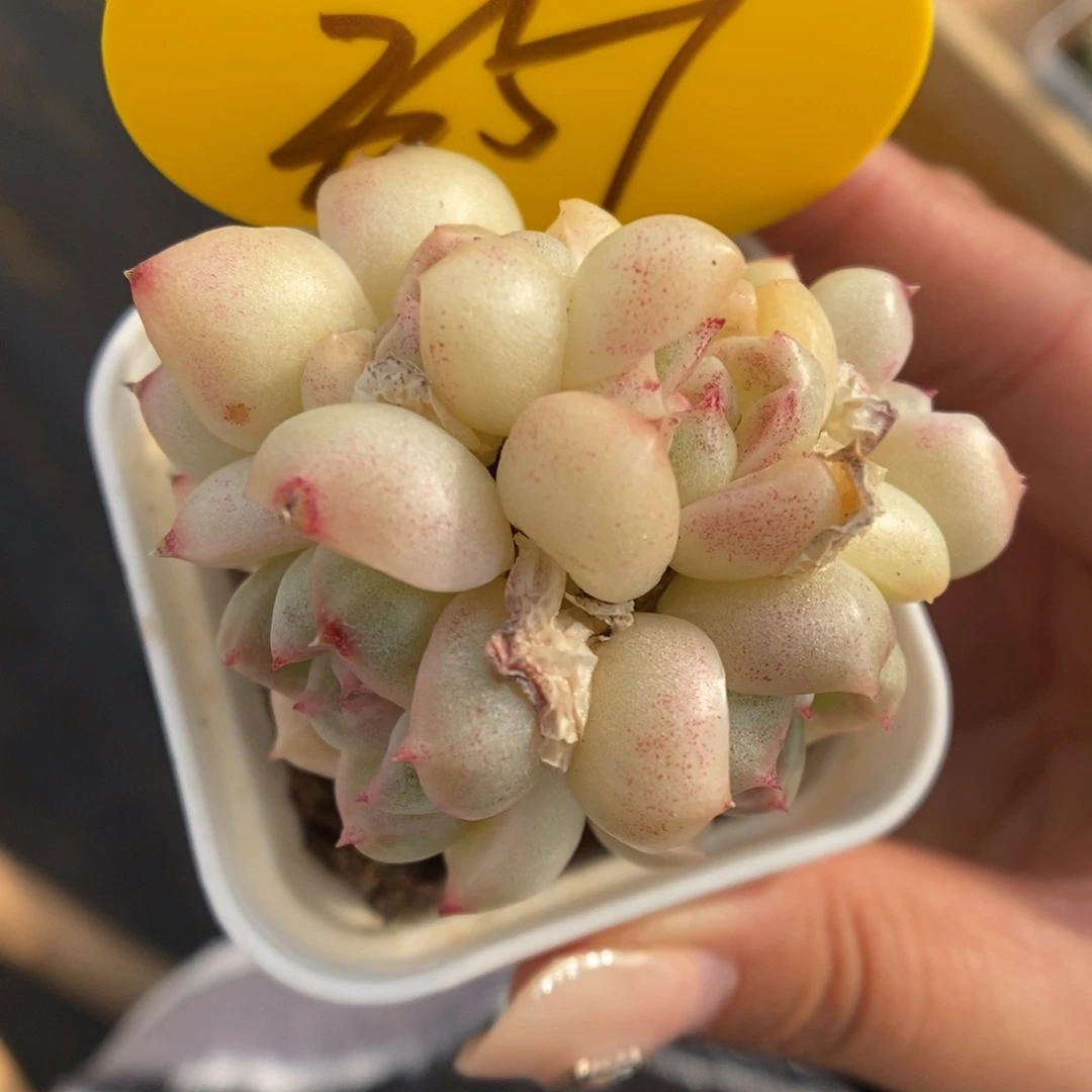 白玉珍妮群生351号