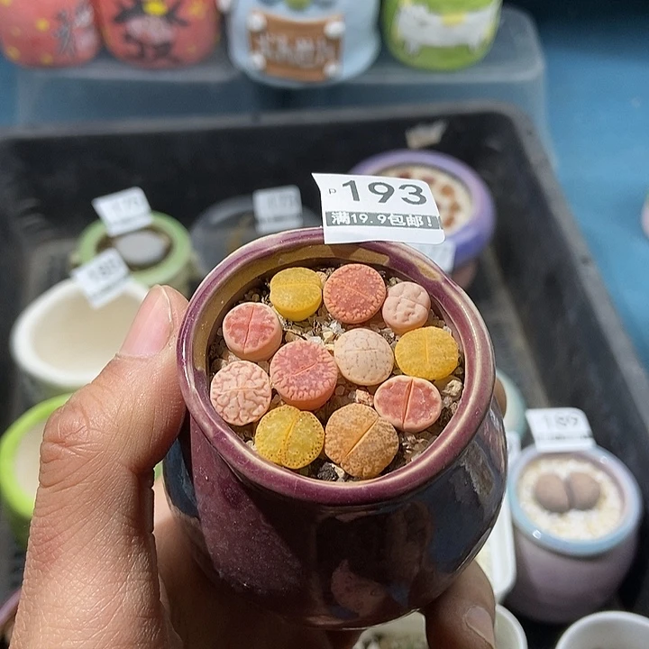 193大舅生石花肉锥