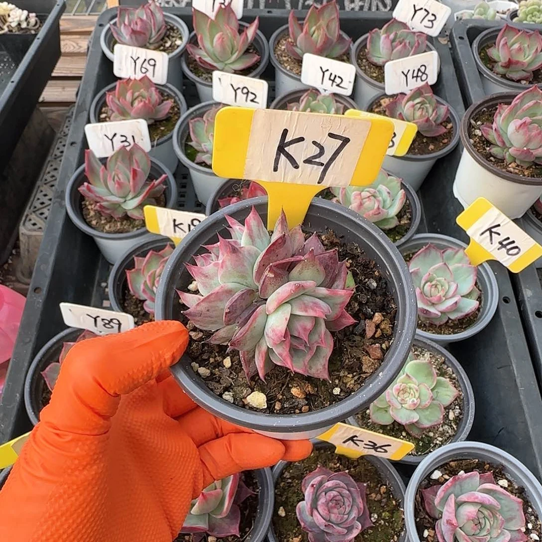 重****肉K27惊鸿群生多肉