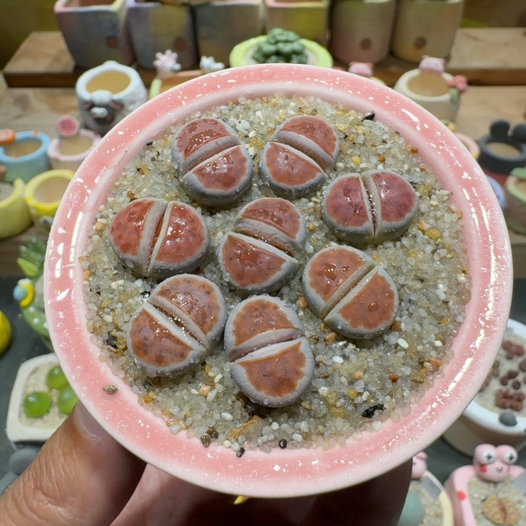 蘑菇1274冰橙多肉植物