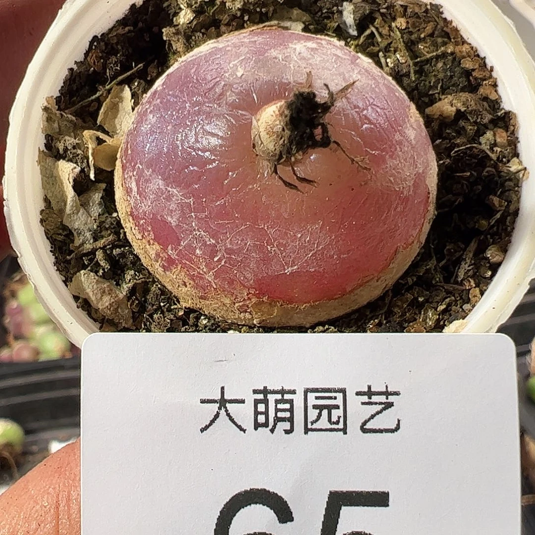 一物一拍带盆土发。  65