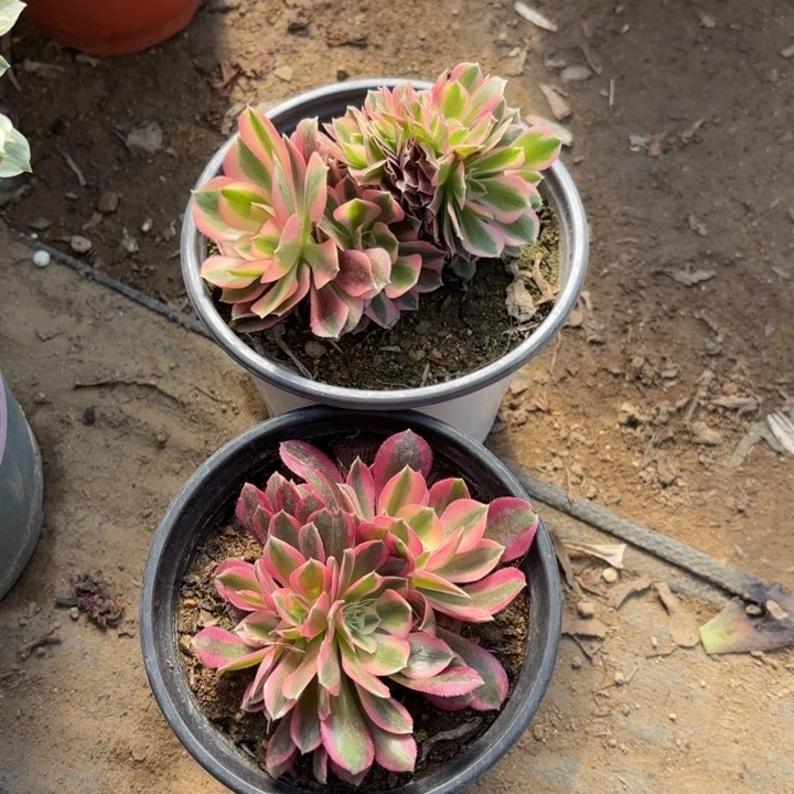 2颗多肉法师2539