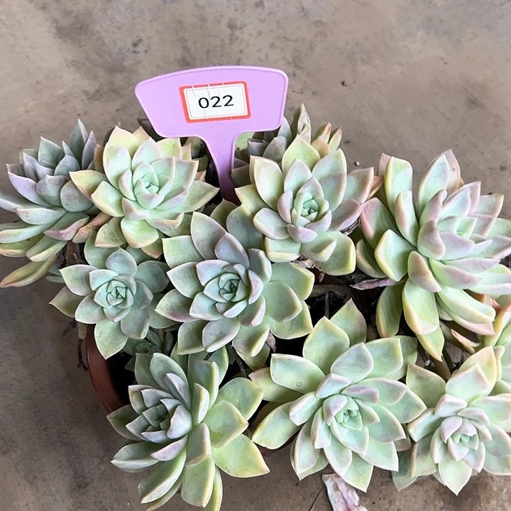 一***虹哈利多肉植物保护022