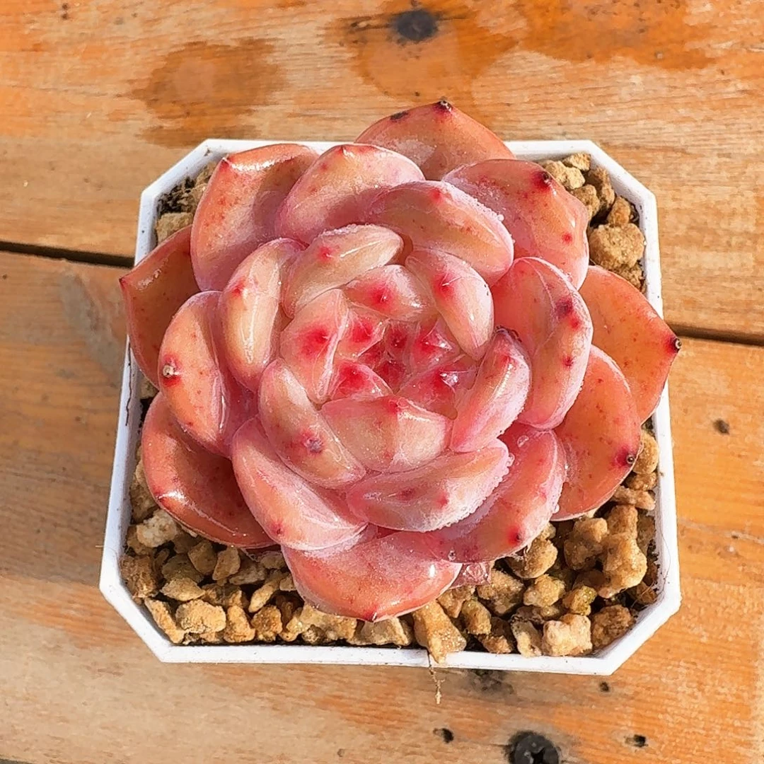 多肉植物石榴籽单头量拍一颗买5送1