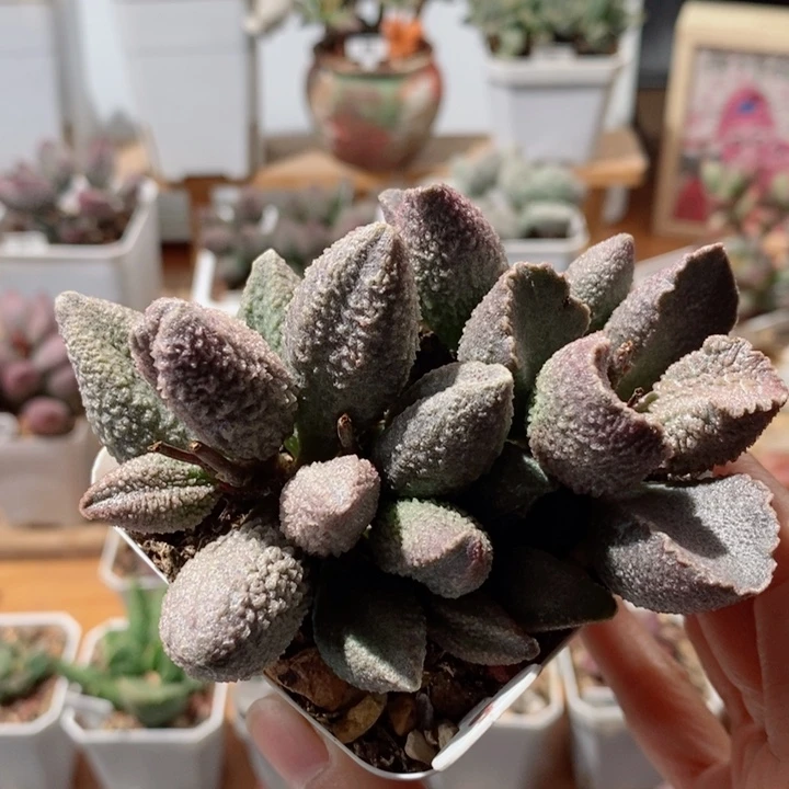 哈默翡翠水泡多肉植物