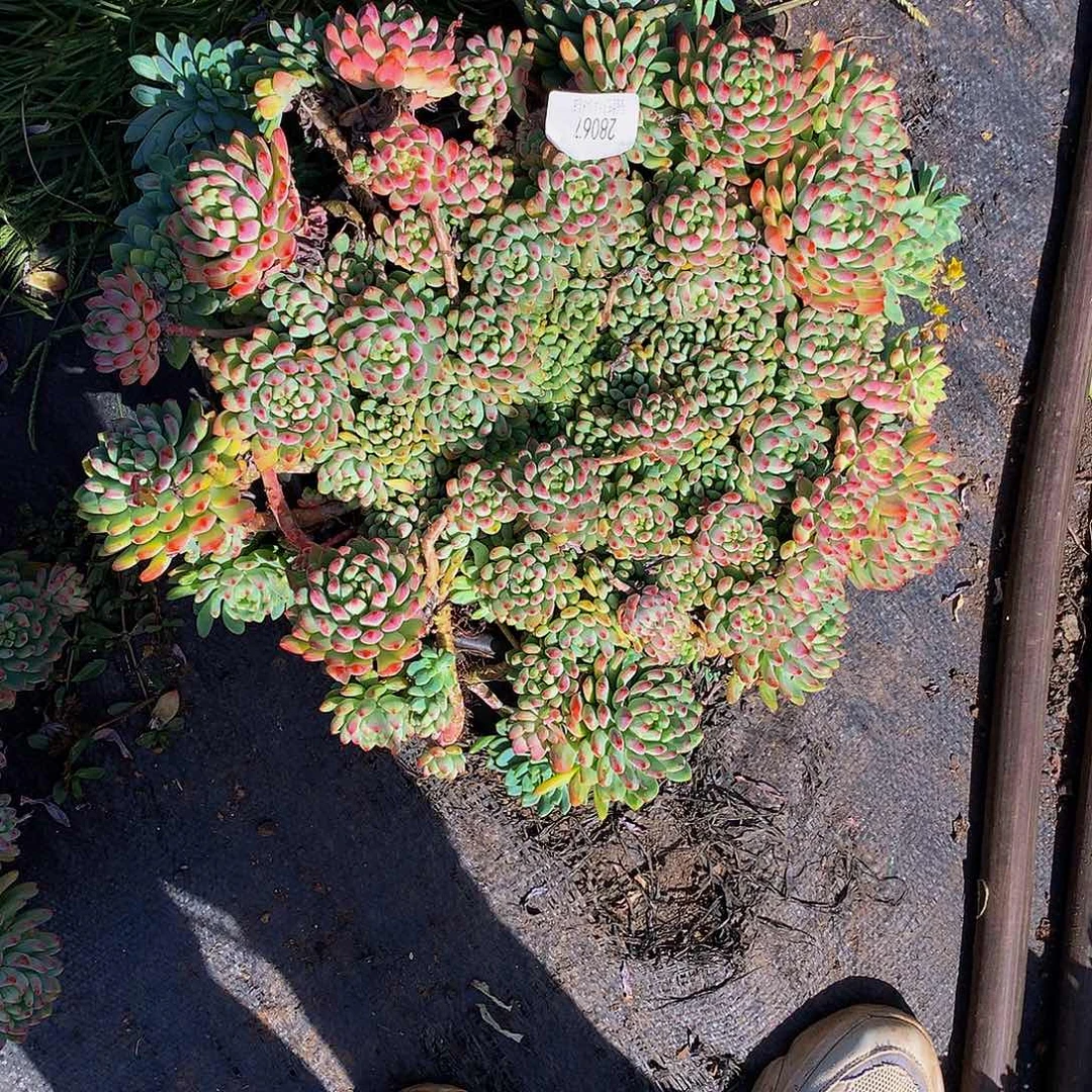 日***升      蓝苹果多肉28067