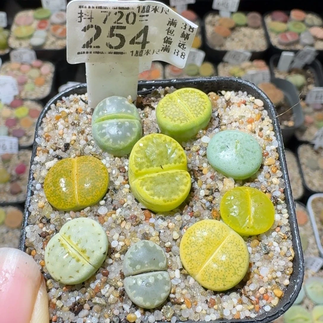 SSss精品清仓了254