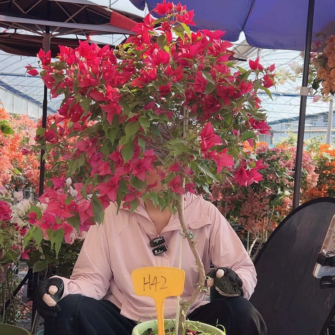 黄***生大部分花苞少量开放H42紫桑巴