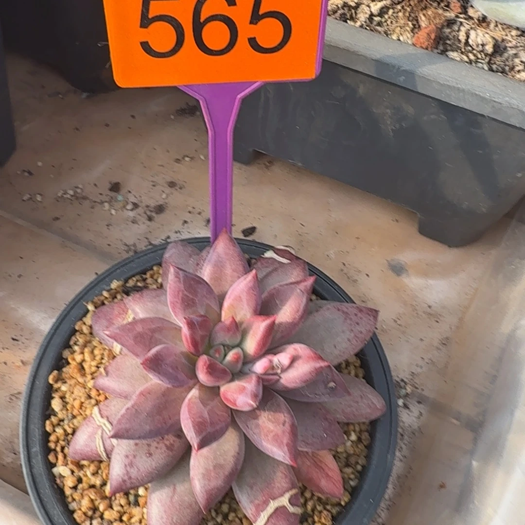 一***胖多肉植物虞美人565