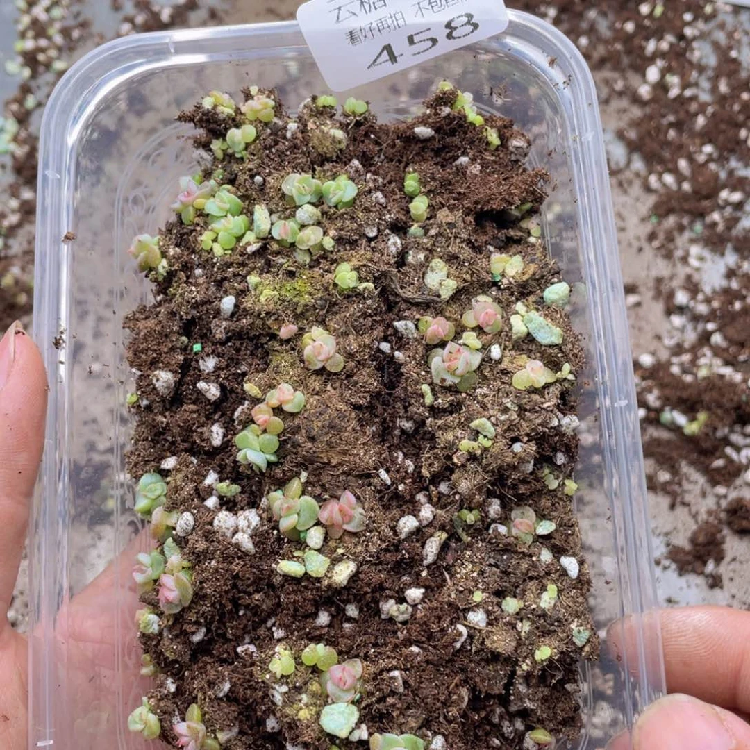 云糖心多肉植物458
