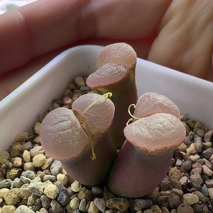 13号三头风铃一物一拍