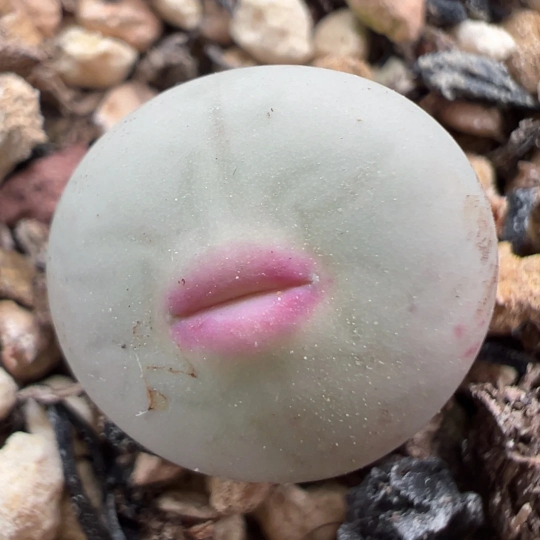 安格尼斯V 嘴 非卖品