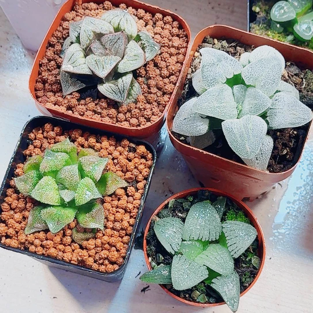 浅***2十二卷 4颗福利套餐