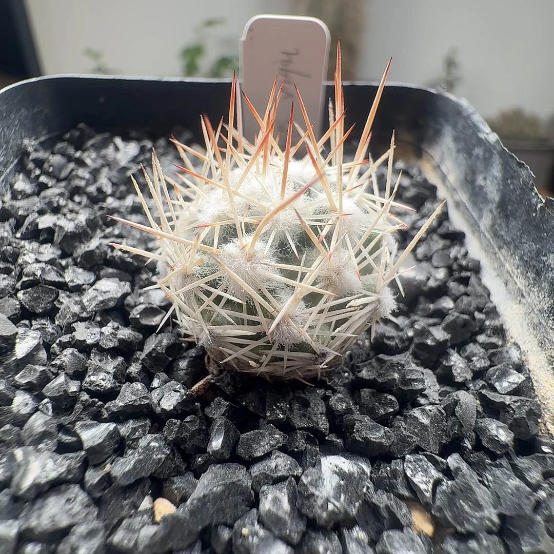 实生雪花丸脱土发货
