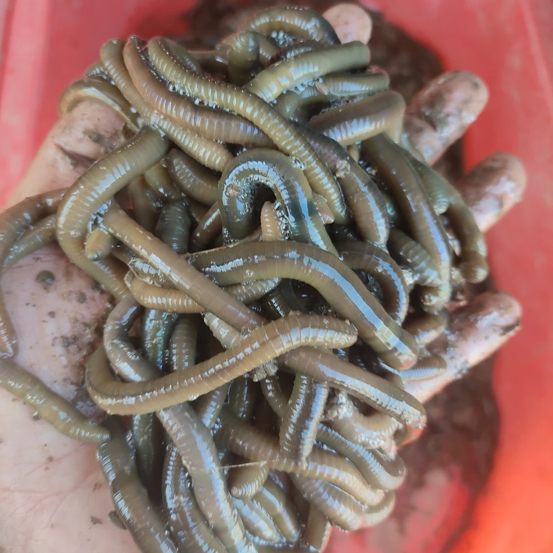 【达人推荐】青蚯蚓黄鳝活饵蚯蚓特大臭地龙活饵青蚯蚓鲜活