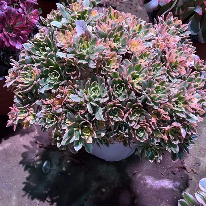 多肉植物甜茶00875
