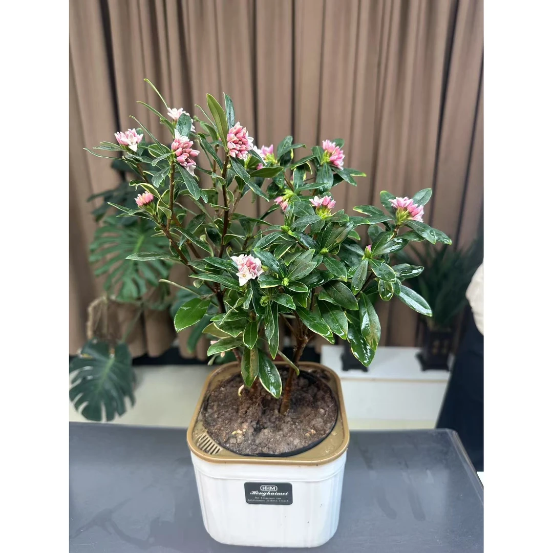 【新疆包邮】金边瑞香耐寒绿植带花苞懒人花卉阳台好养