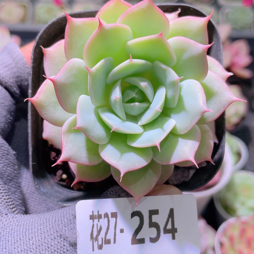 花利美27-254雪域