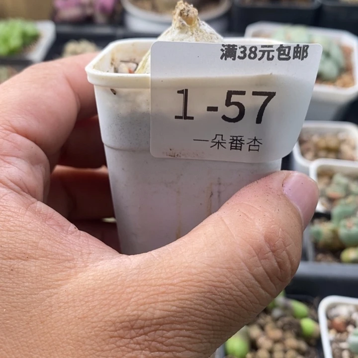 叶***y2666666666666668588