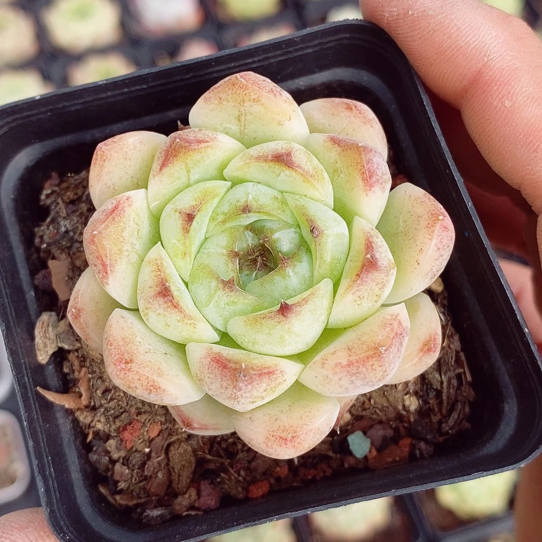 紫霞仙子5-6cm多肉植物