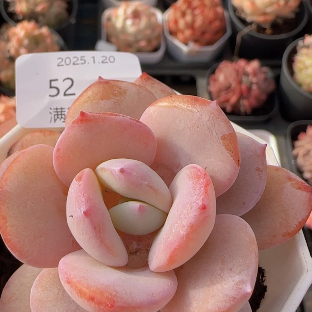 奶茶单头一颗脱土