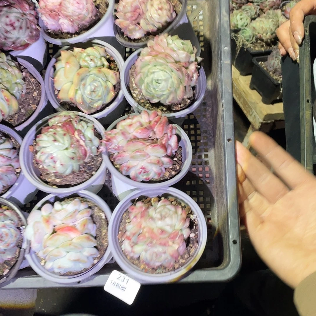 231。    带筐发货。