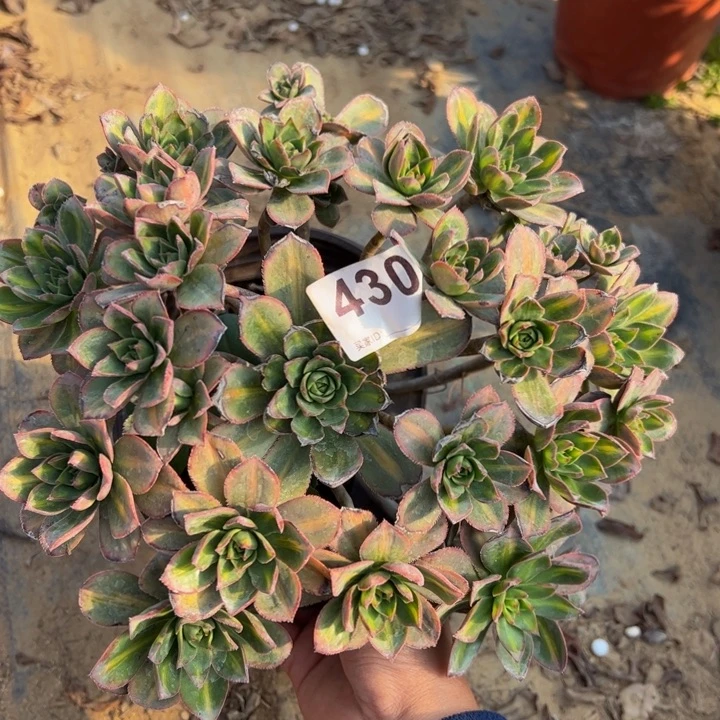 星辰微瑕多肉植物430