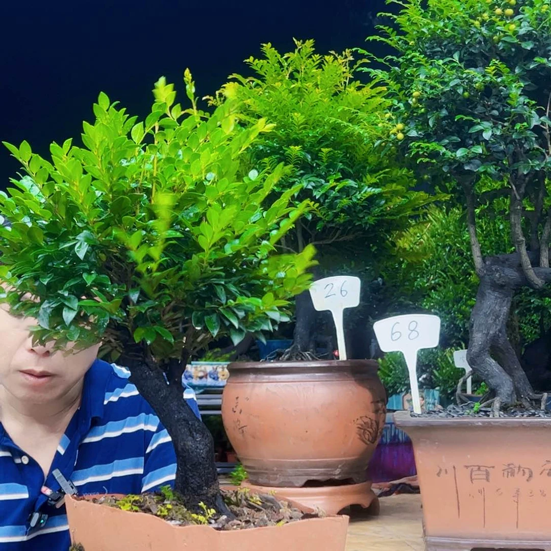 当前无花朵，栽培后可花朵心**空