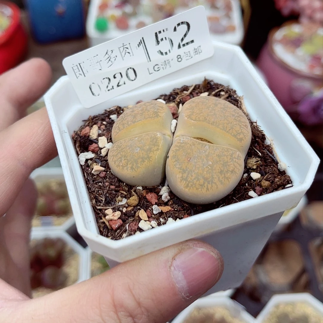 郎哥多肉生石花20-152
