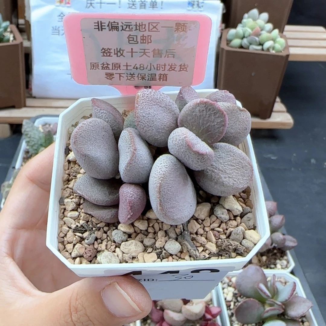 448甜心多肉植物