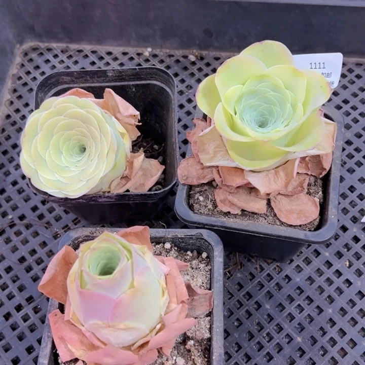 1111 裸根不带土发货不包损