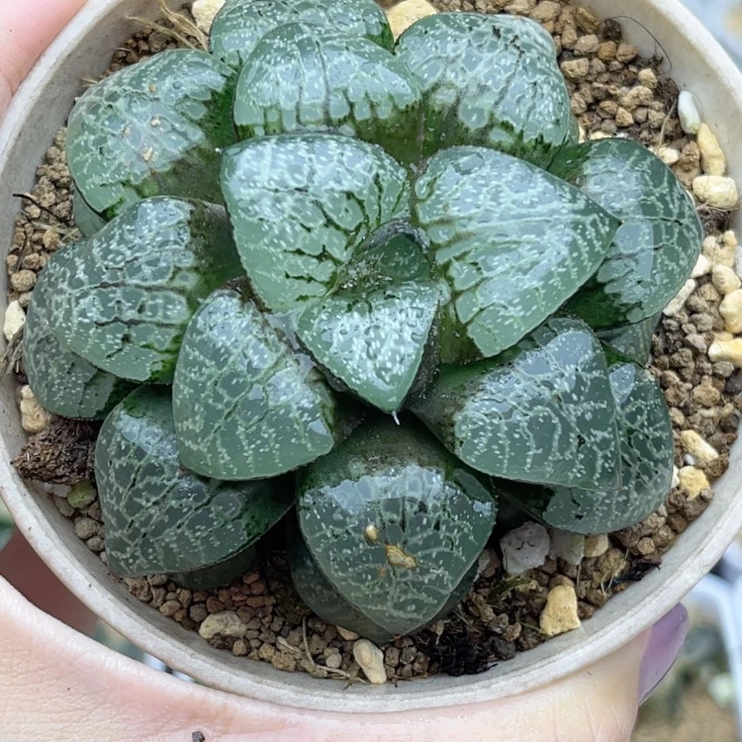 35瞳克福利专场多肉