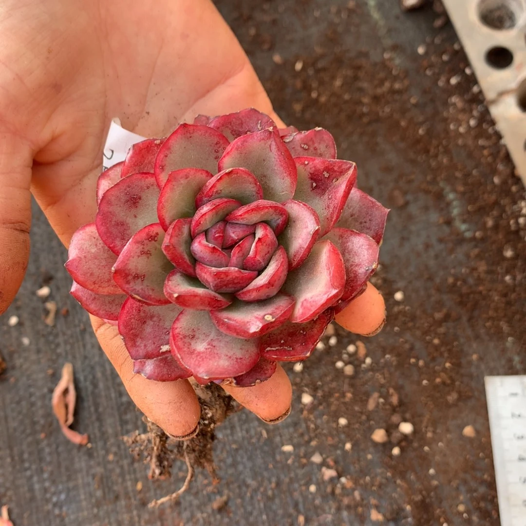 3891 有叶伤介意不拍杂交精品基地7厘米