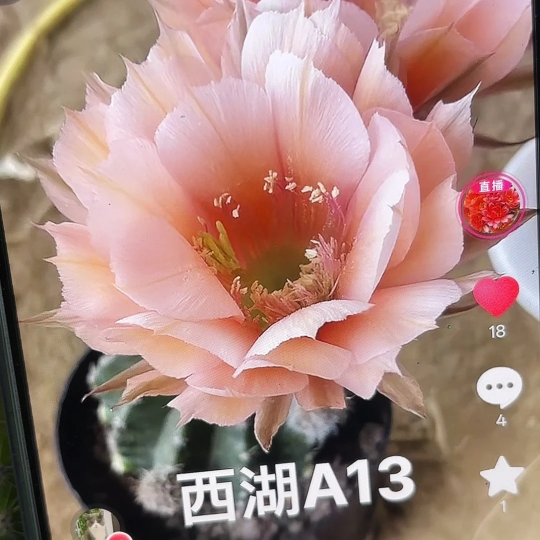 A13彩侧牙20包邮仙人球21