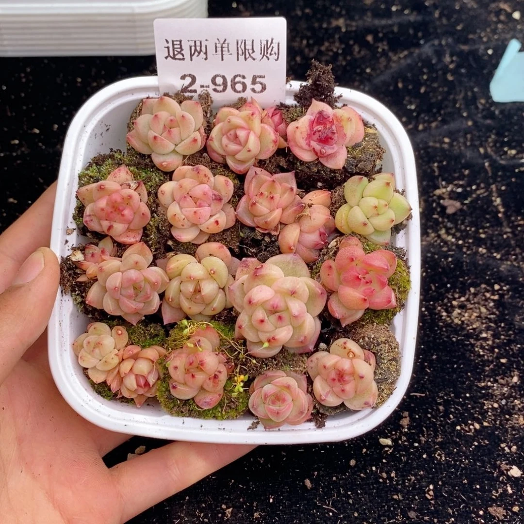 2-965 新疆西藏内蒙不发其他12.8包邮两到三公分多肉